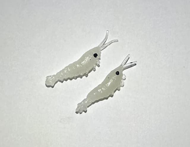 MINI CREVETTE